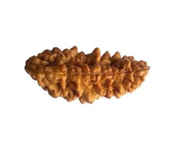 1-Mukhi-Rudraksha