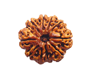 10-Mukhi-Rudraksha