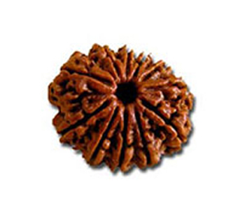 11-Mukhi-Rudraksha