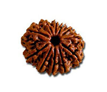 11-Mukhi-Rudraksha