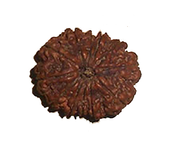 12-Mukhi-Rudraksha