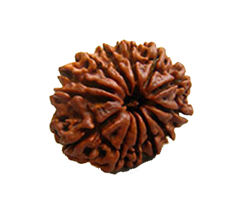 13-Mukhi-Rudraksha