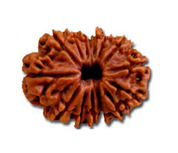 14-Mukhi-Rudraksha