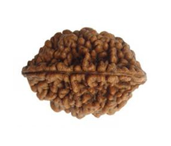 2-Mukhi-Rudraksha