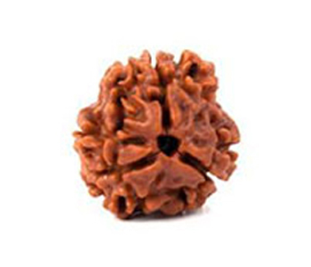 3-Mukhi-Rudraksha