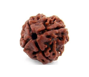 4-Mukhi-Rudraksha