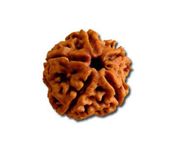 5-Mukhi-Rudraksha