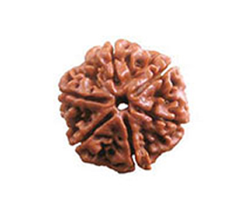 6-Mukhi-Rudraksha