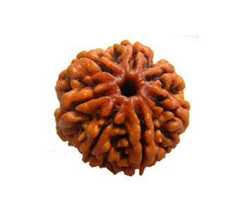 7-Mukhi-Rudraksha