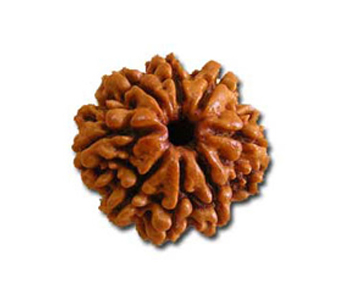 8-Mukhi-Rudraksha