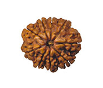 9-Mukhi-Rudraksha