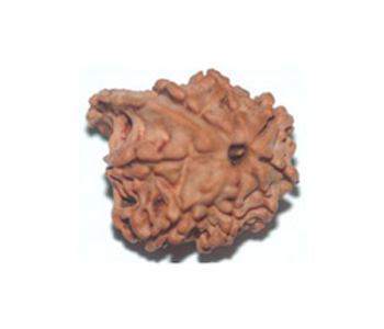 Ganesha-Rudraksha