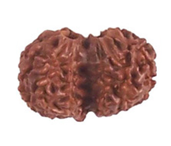 Gauri-Shanker-Rudraksha